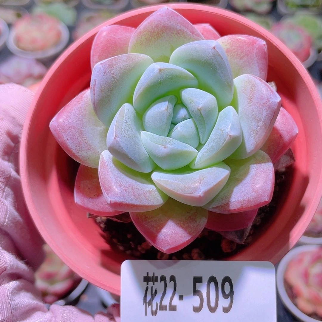 花利美22-509冰玉