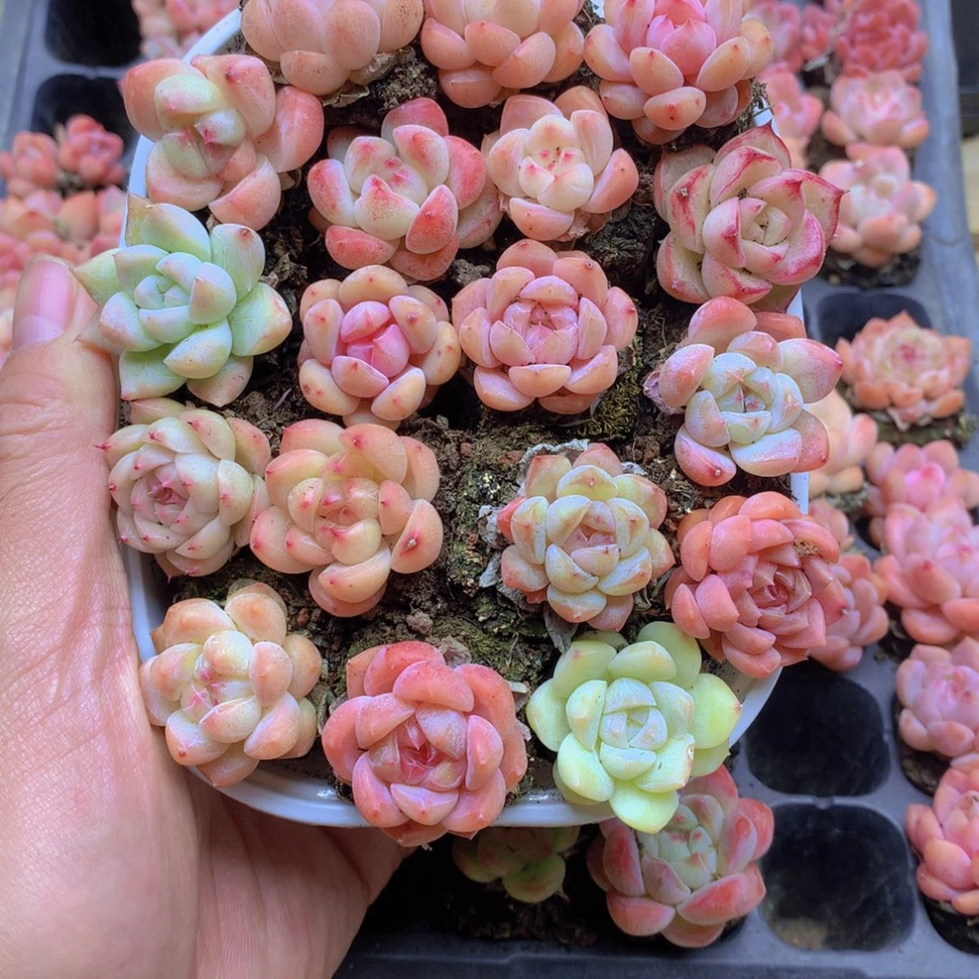 我要去看你了啊我051