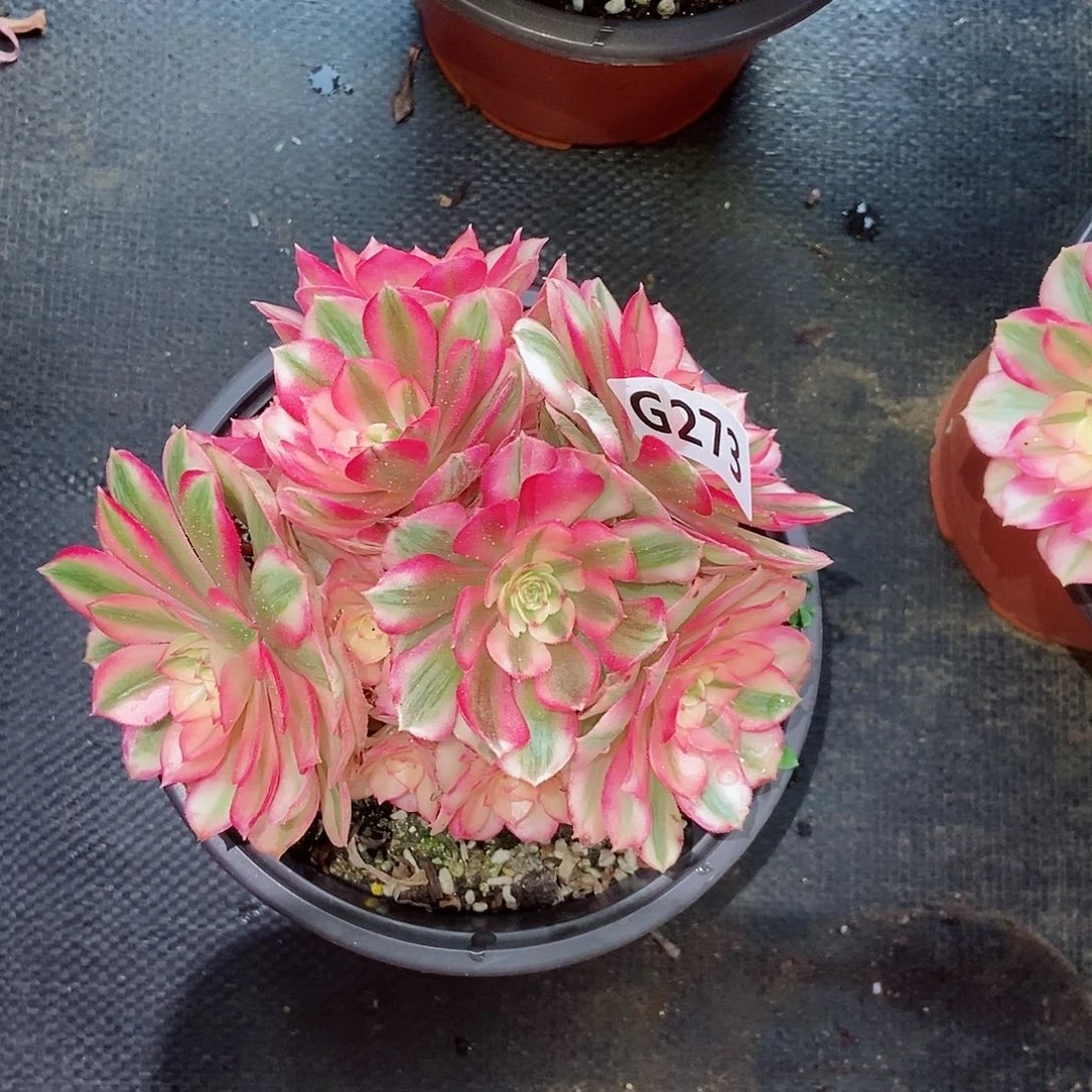 红陶273倾城3冠服14.5