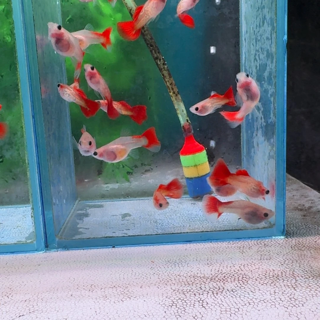 1热带海域公母搭配红琉璃玻璃猫8+2备损
