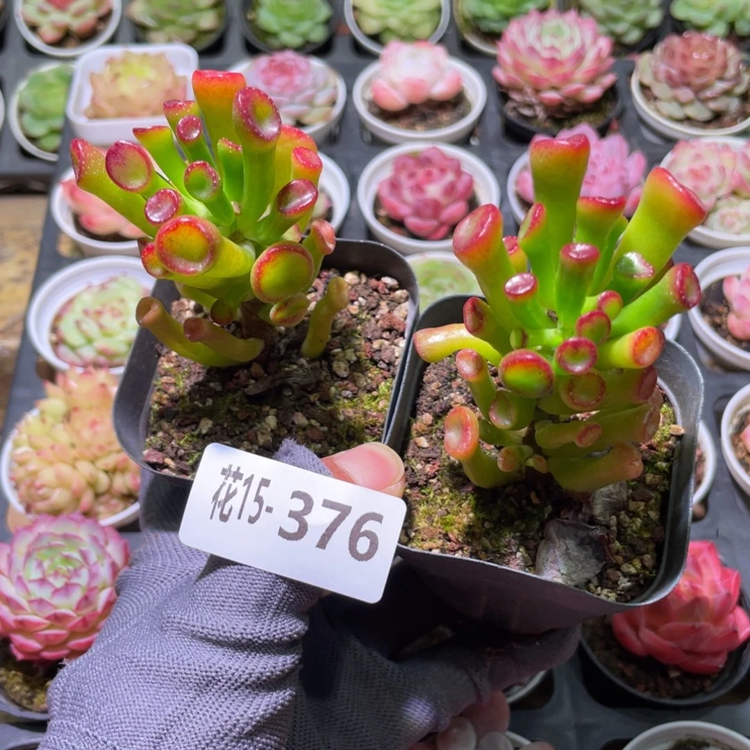 花利美15-376吸财树2颗
