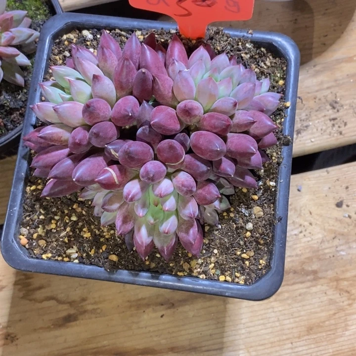 荣***儿这么大岁数怎么会那么