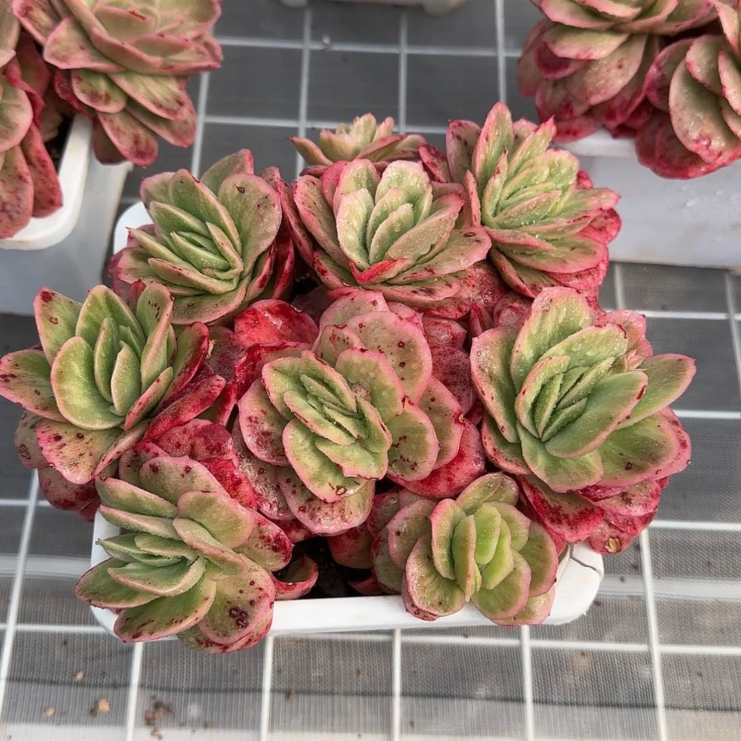 从前慢甄选多肉甄选冰玫瑰锦大