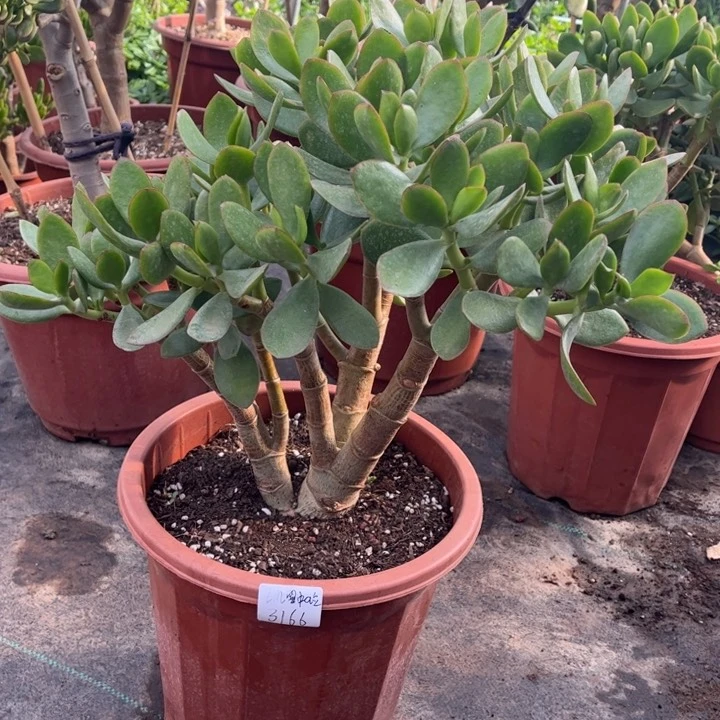 L***立大颗红边玉树带小土球发货