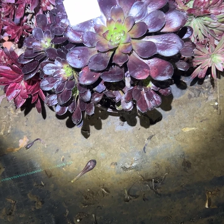 商****电多肉法师植物链接24