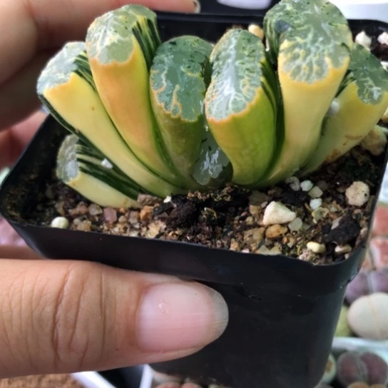 8731，精选北斋玉扇锦如图6.4厘米