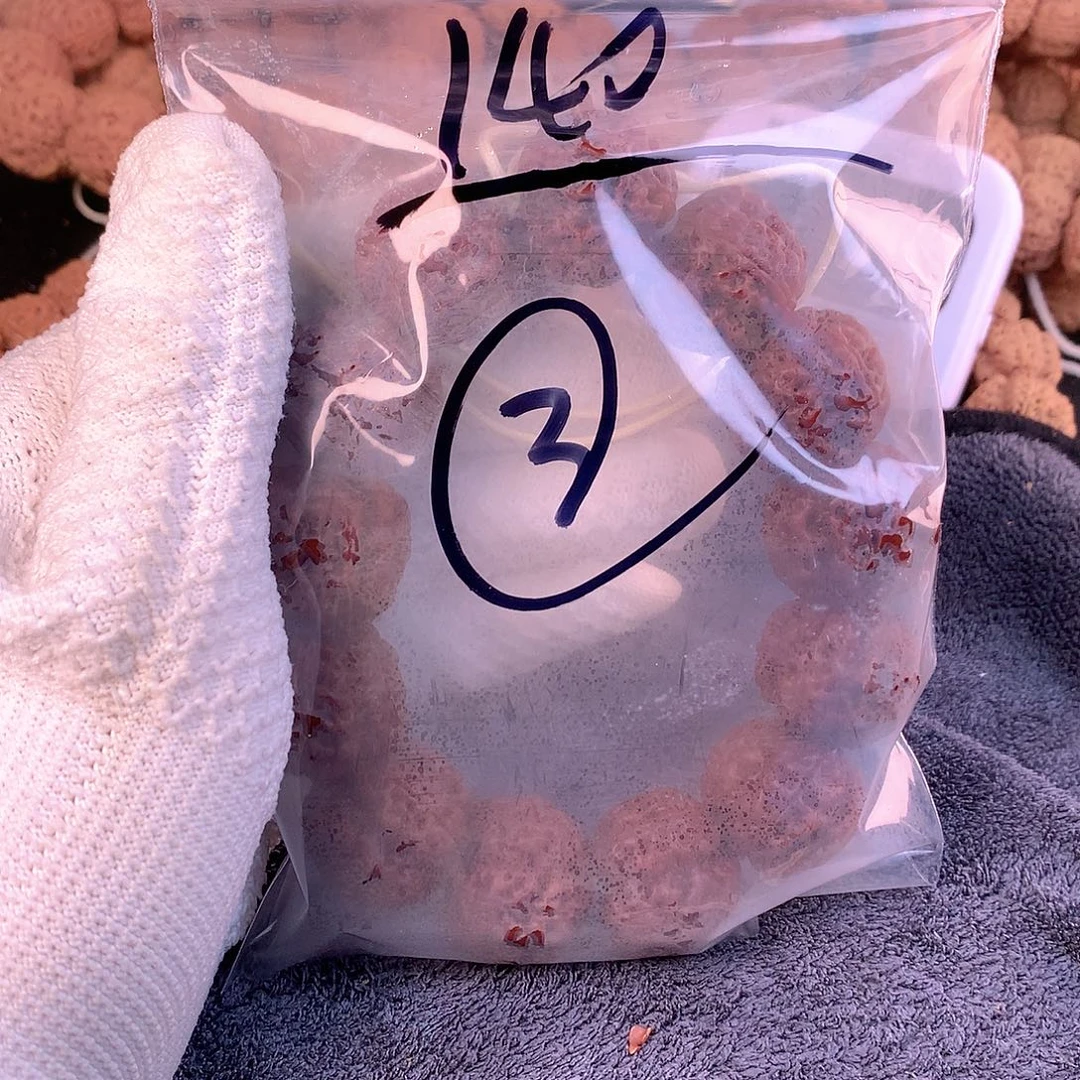 雄***鹰金刚菩提手串03————-