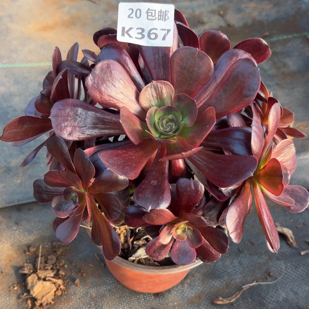 367爱神，满20包邮嘟叮熊