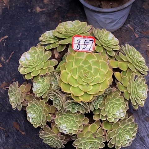 粉花妖老桩捧花857号