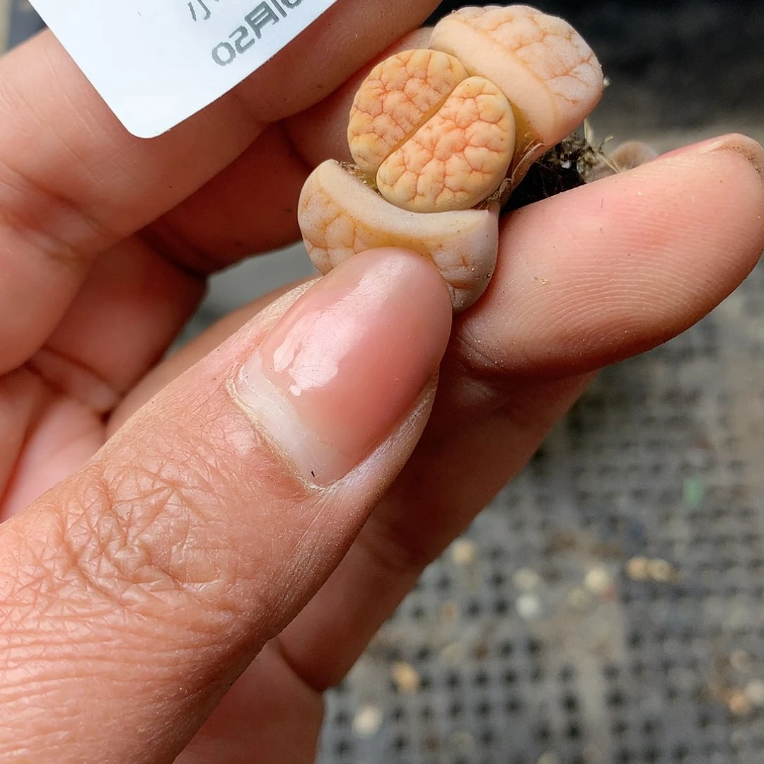 K771多肉植物保护研究所