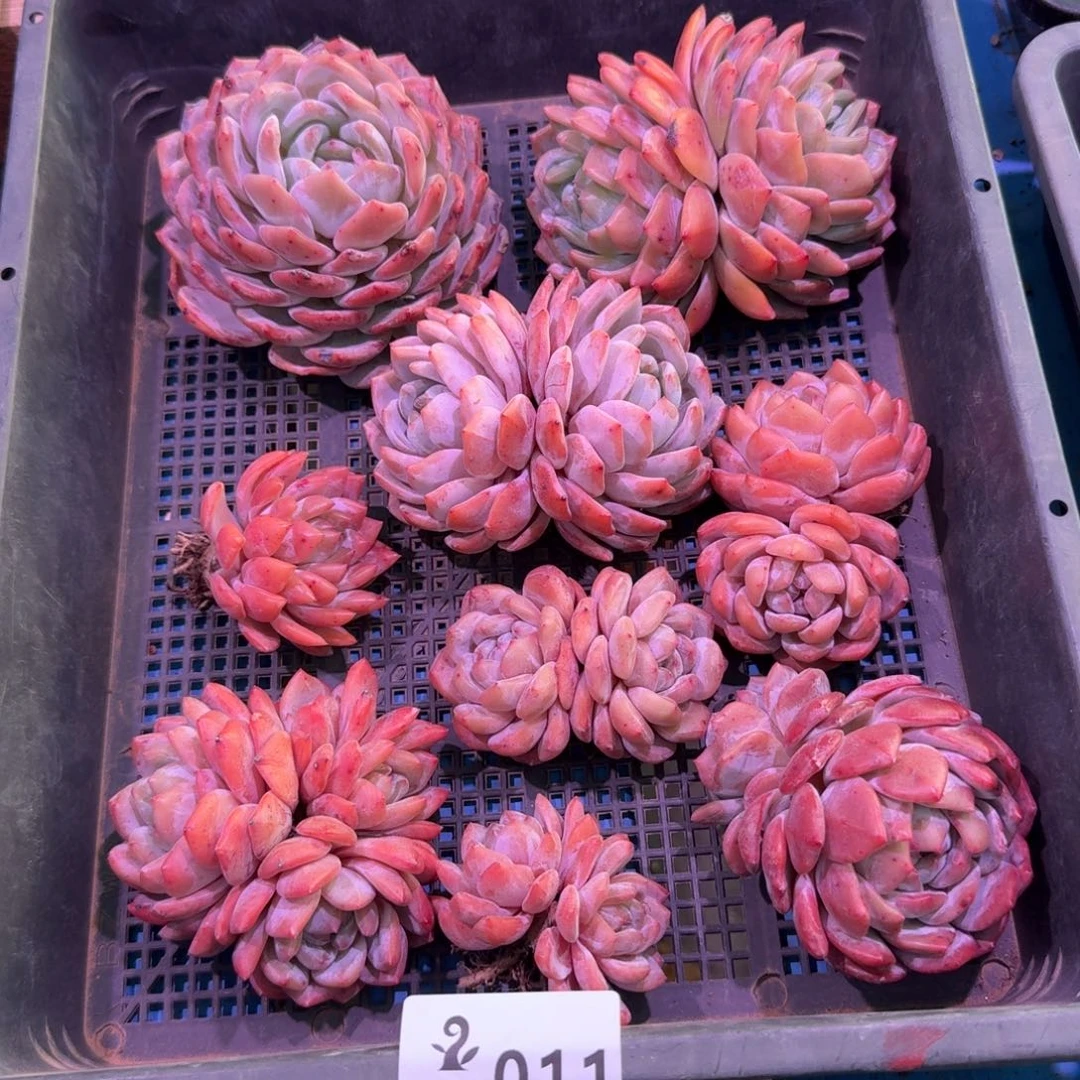 10号筐橙梦露脱土发货