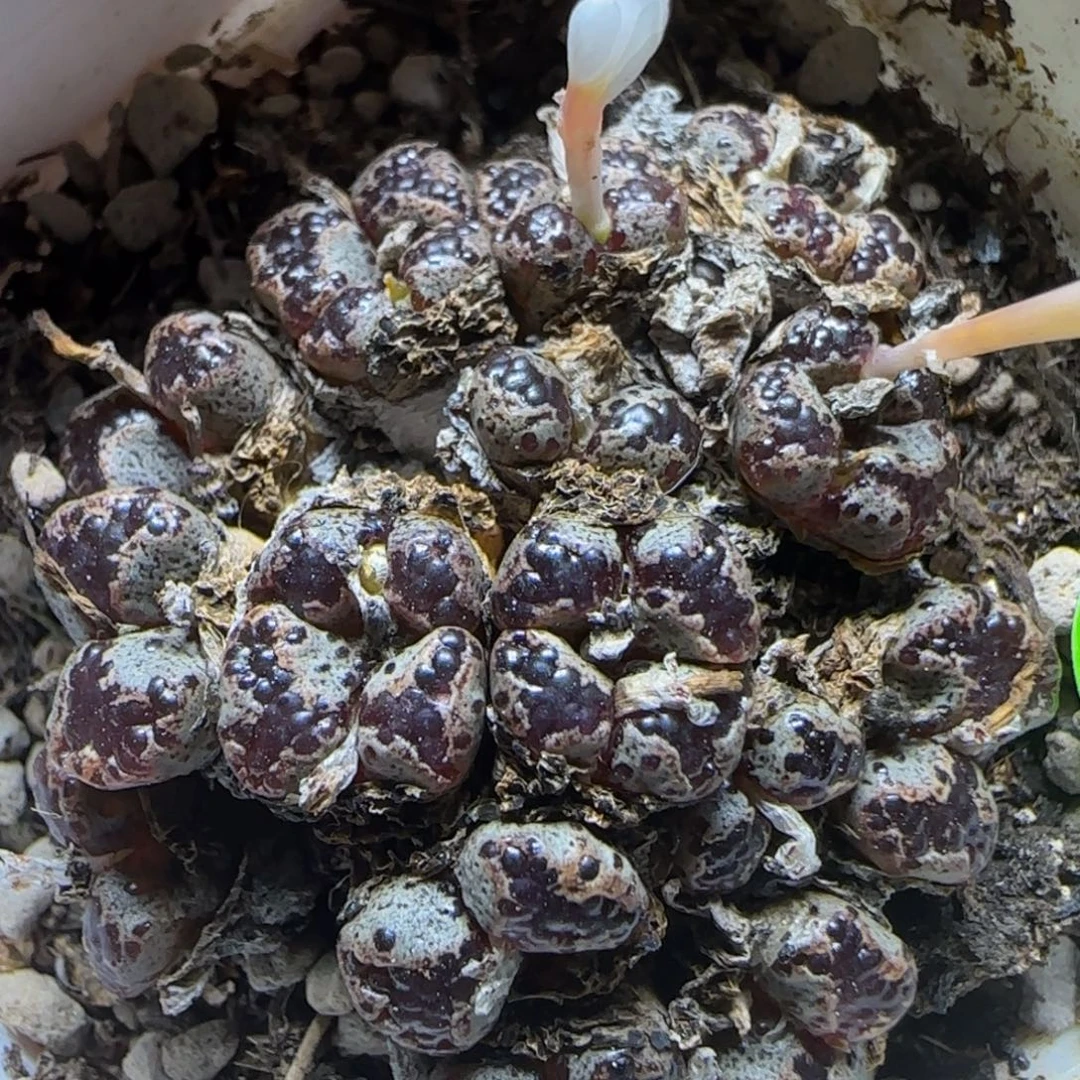 22头漂亮多肉植物376