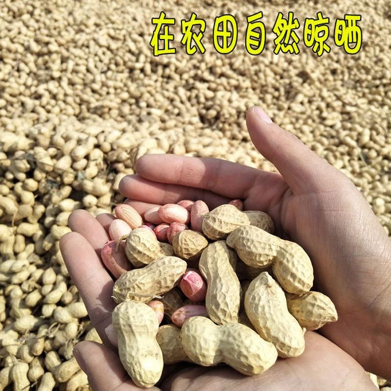 河南秋季带壳晒干新小珍珠花生留种食用榨油粉衣花生