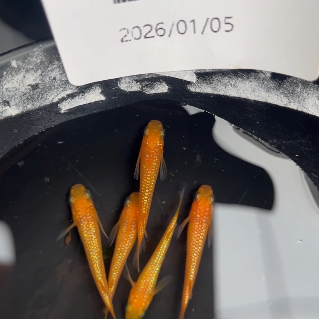 青鳉鱼208玫瑰宝石五尾