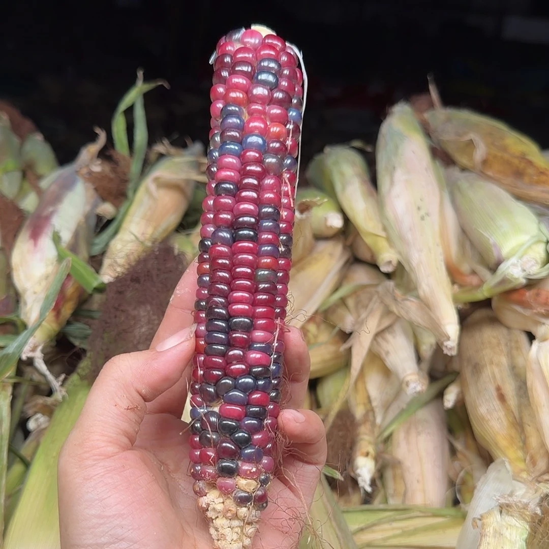 三***半柏香籽/百香籽吊坠