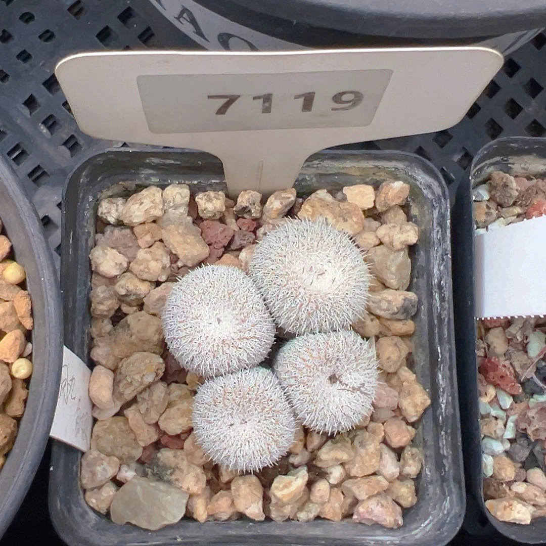 7119乌月侧芽自根裸根发货