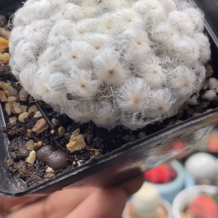 降落伞佛头白星发