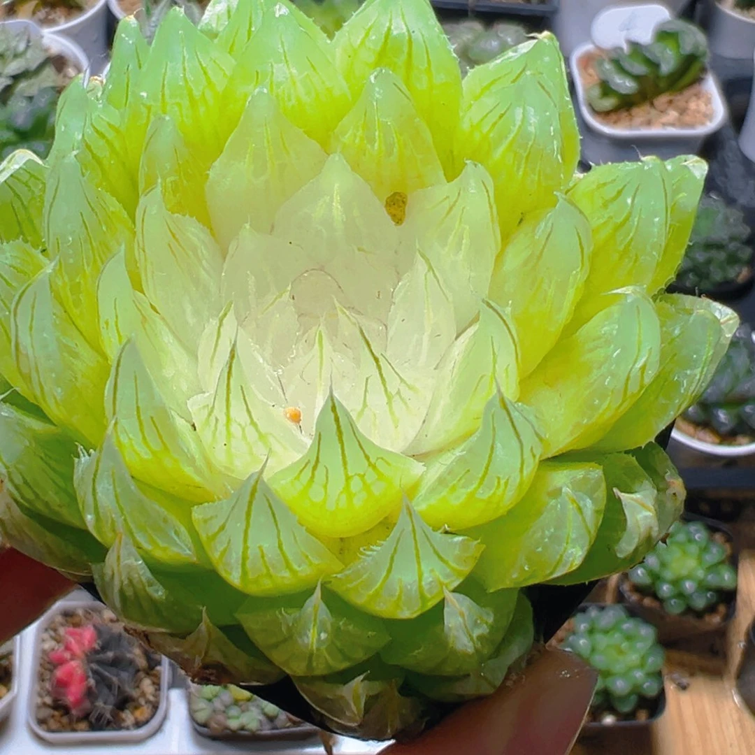 白莲花玉露多肉多肉多肉一颗