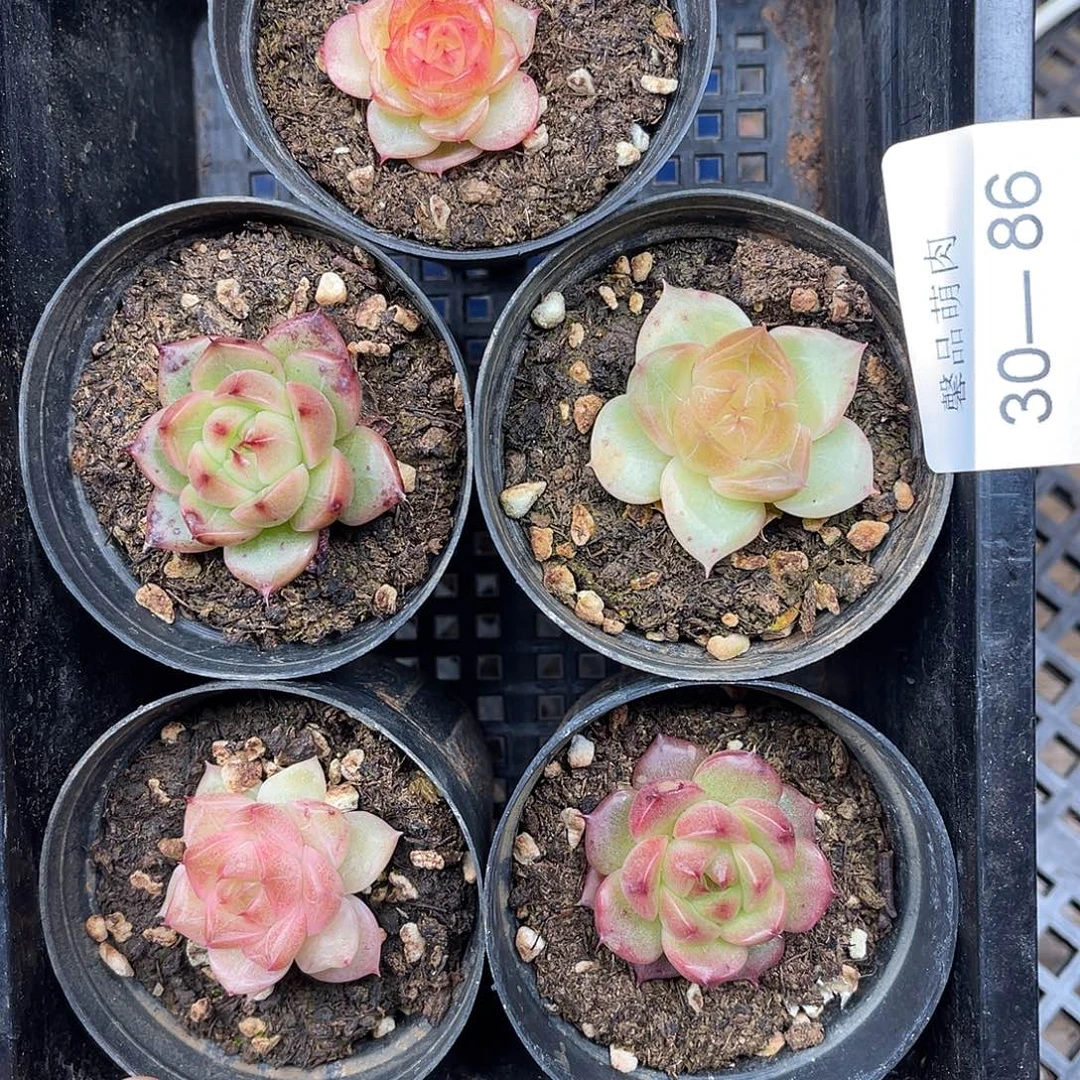 D***.多肉一物一拍30-86