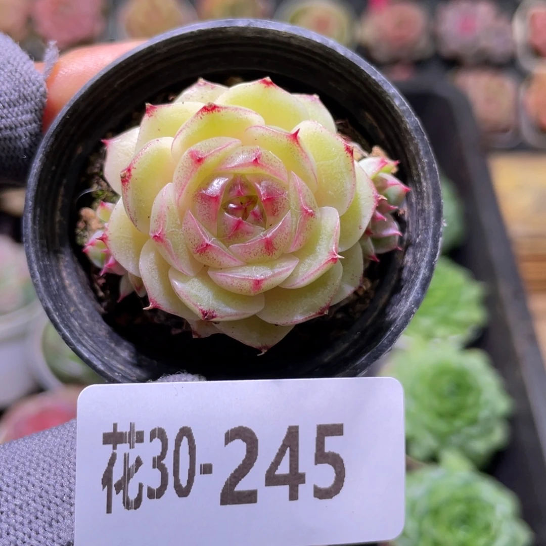 花利美30-245海王