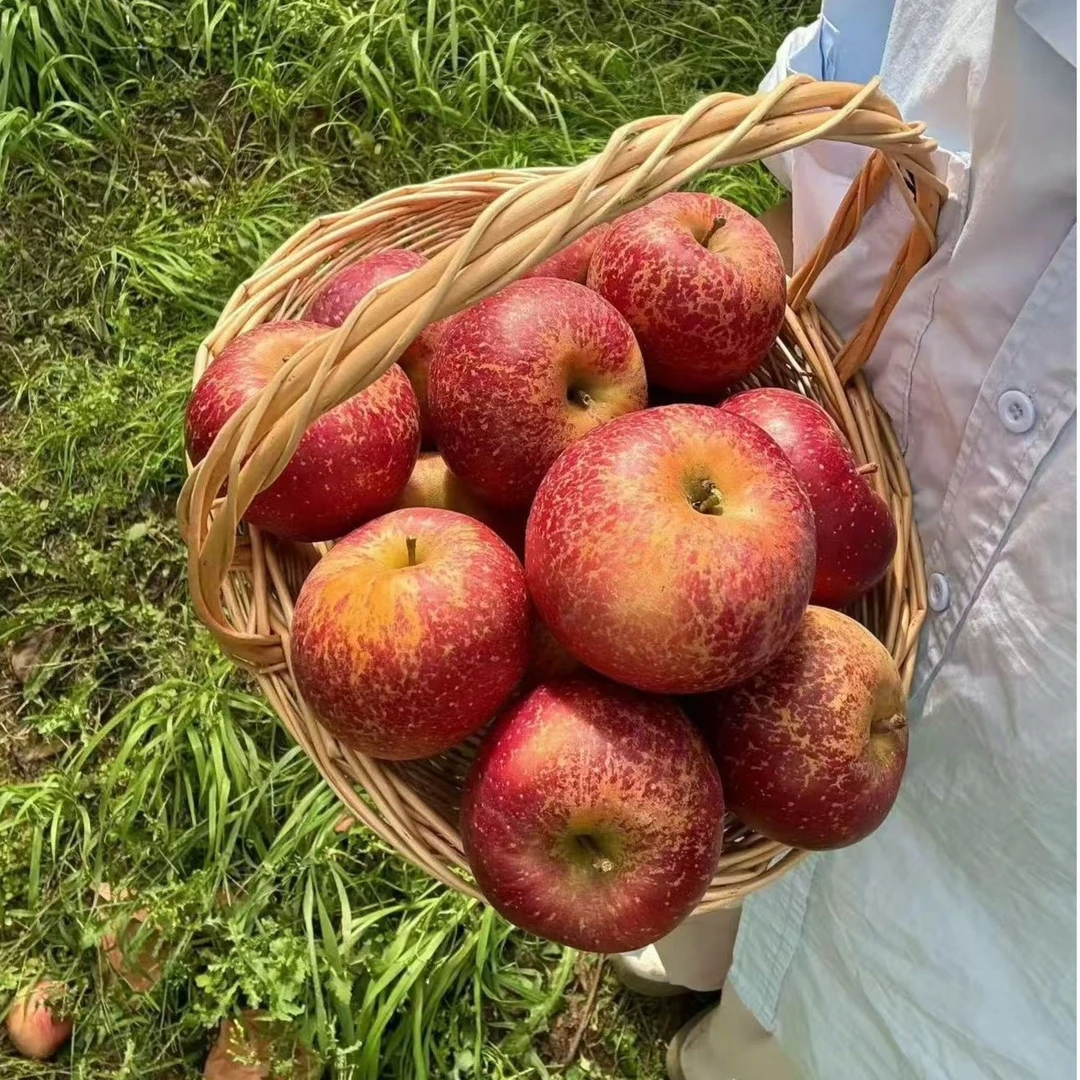净重4.5斤云南昭通富士新鲜苹果2分酸8分甜现摘现发带箱5斤包邮