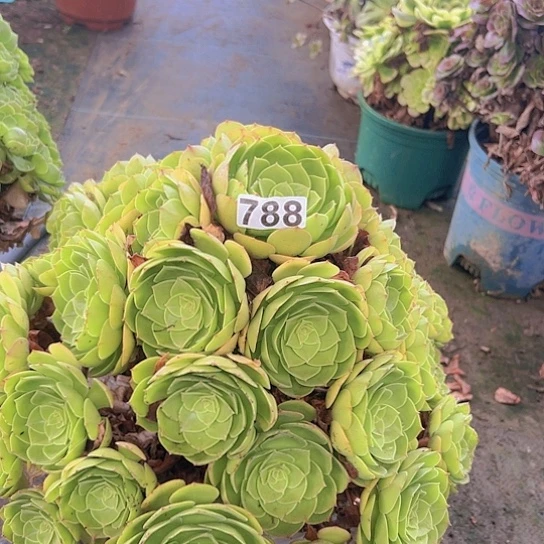 春***雨多肉植物一个沙拉碗