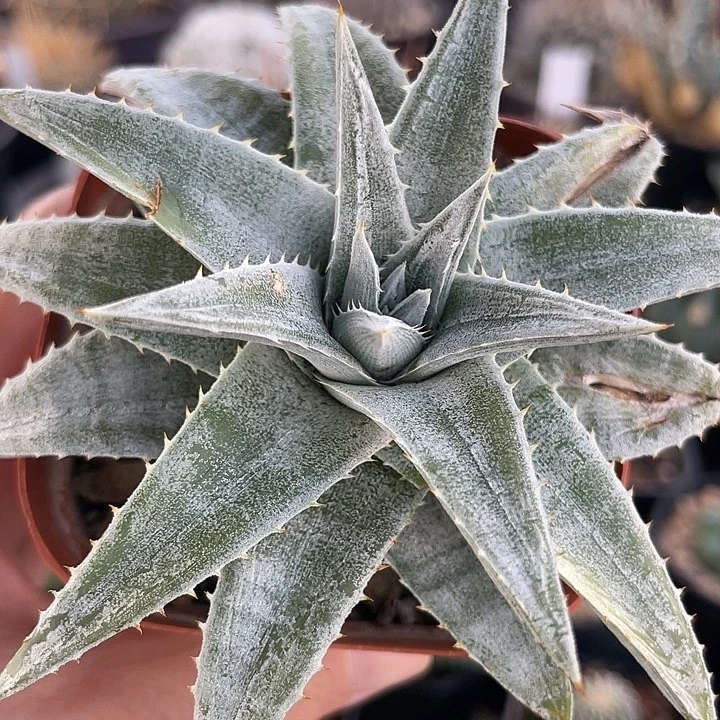 沙漠凤梨有瑕疵