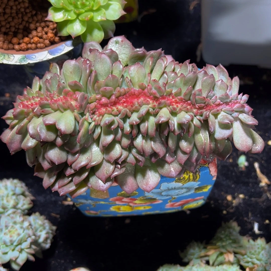 琥珀缀555 天天开心