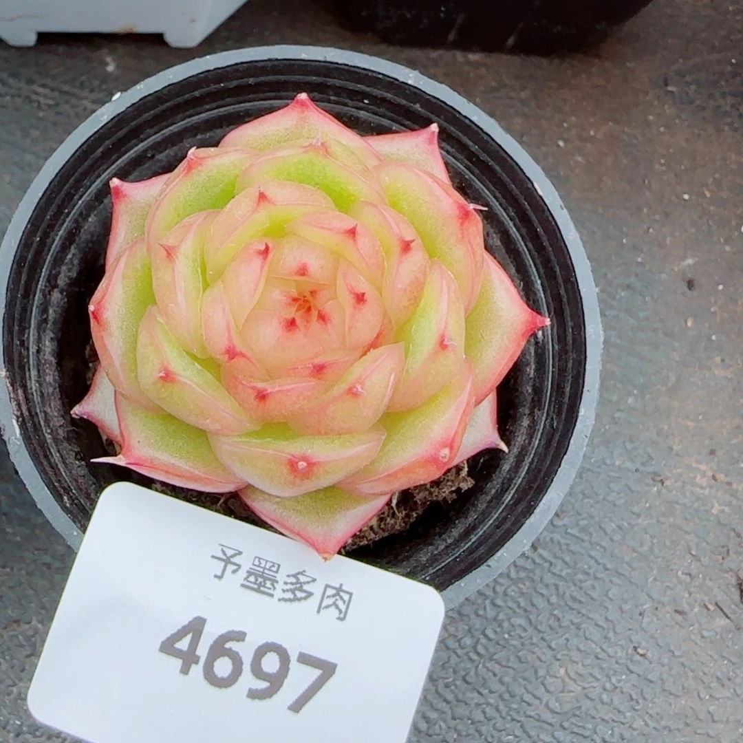 玉玲珑，4697多肉植物