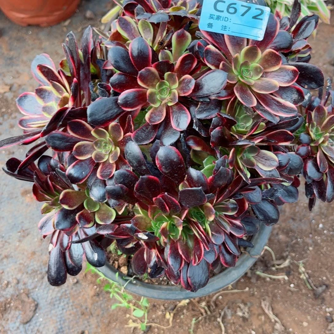 万**爱多肉植物672欧嘉莉