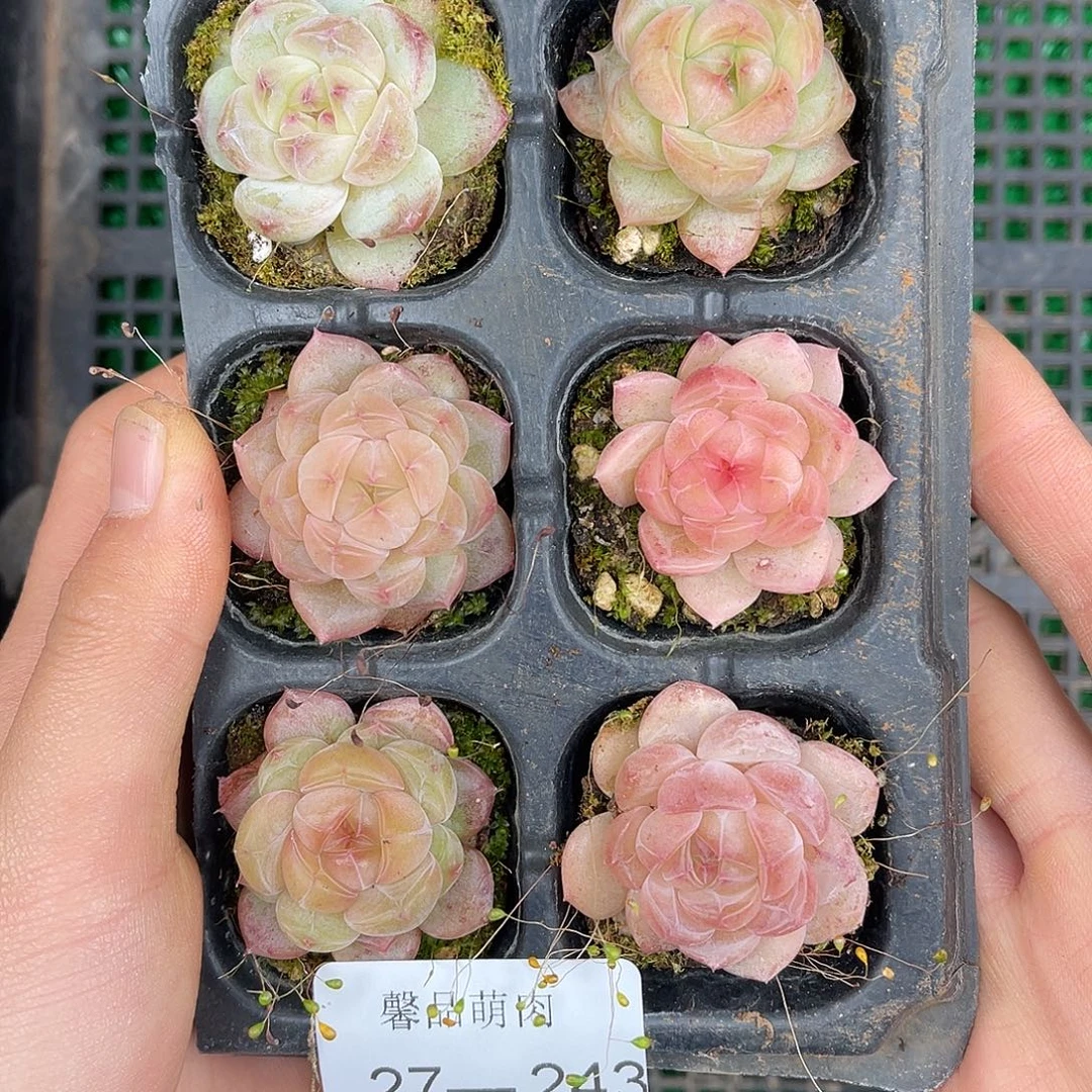 多肉一物一拍27-243