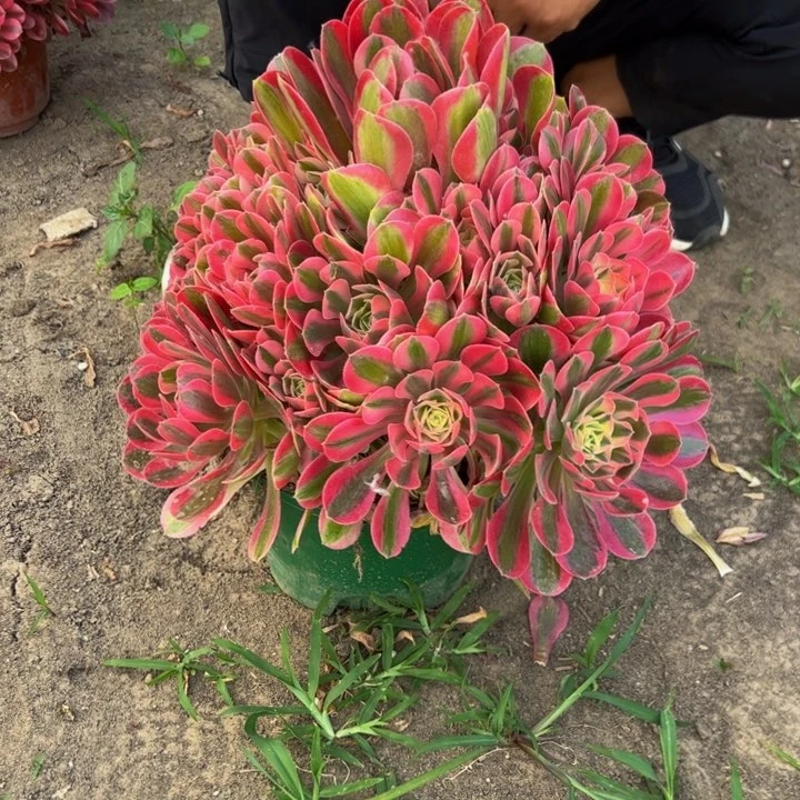 28.8大棵香妃一棵包邮