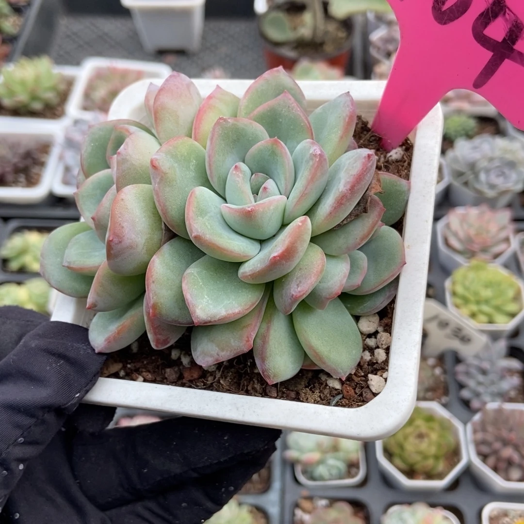 104泡芙多肉植物多肉