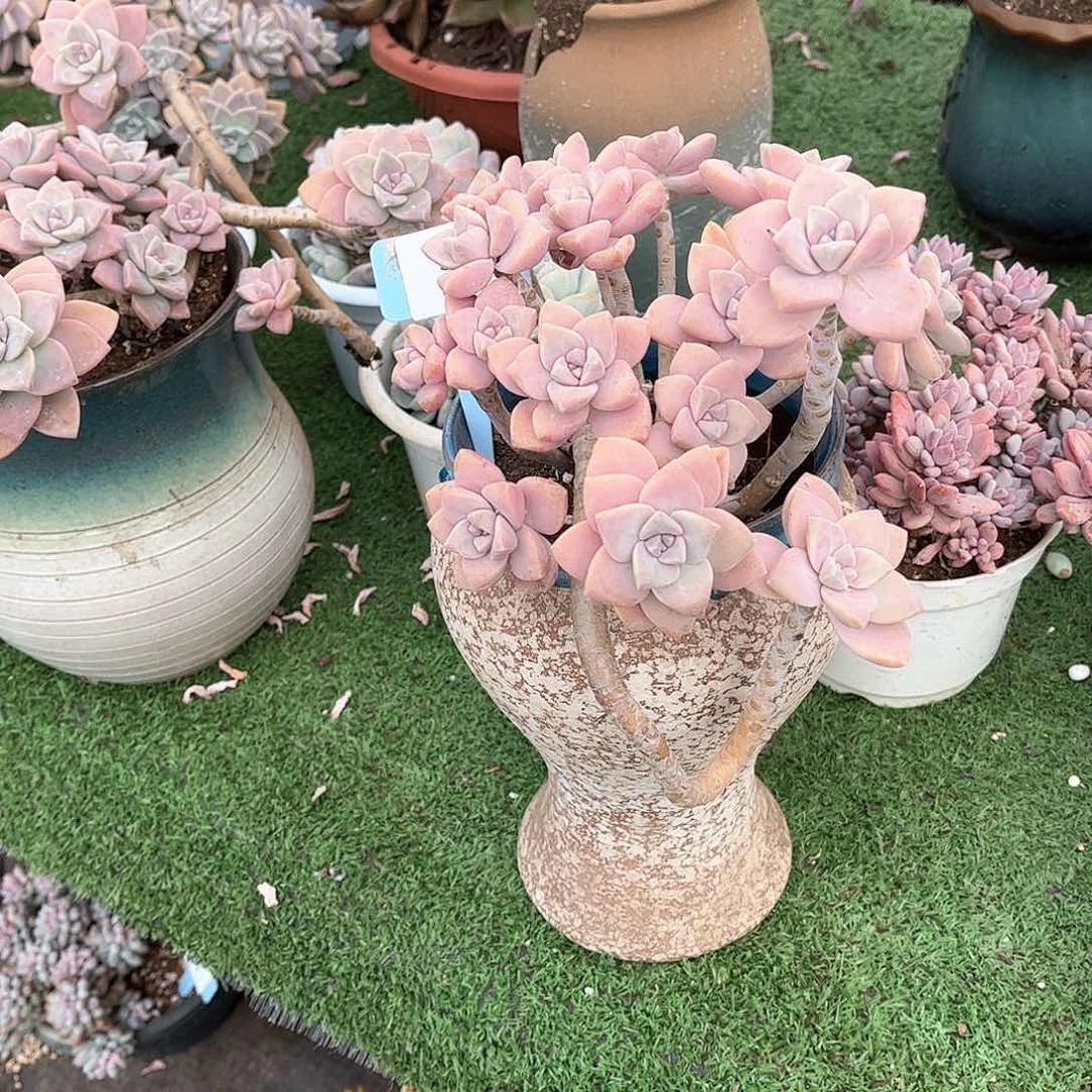 无****司杏美人多肉植物保护3