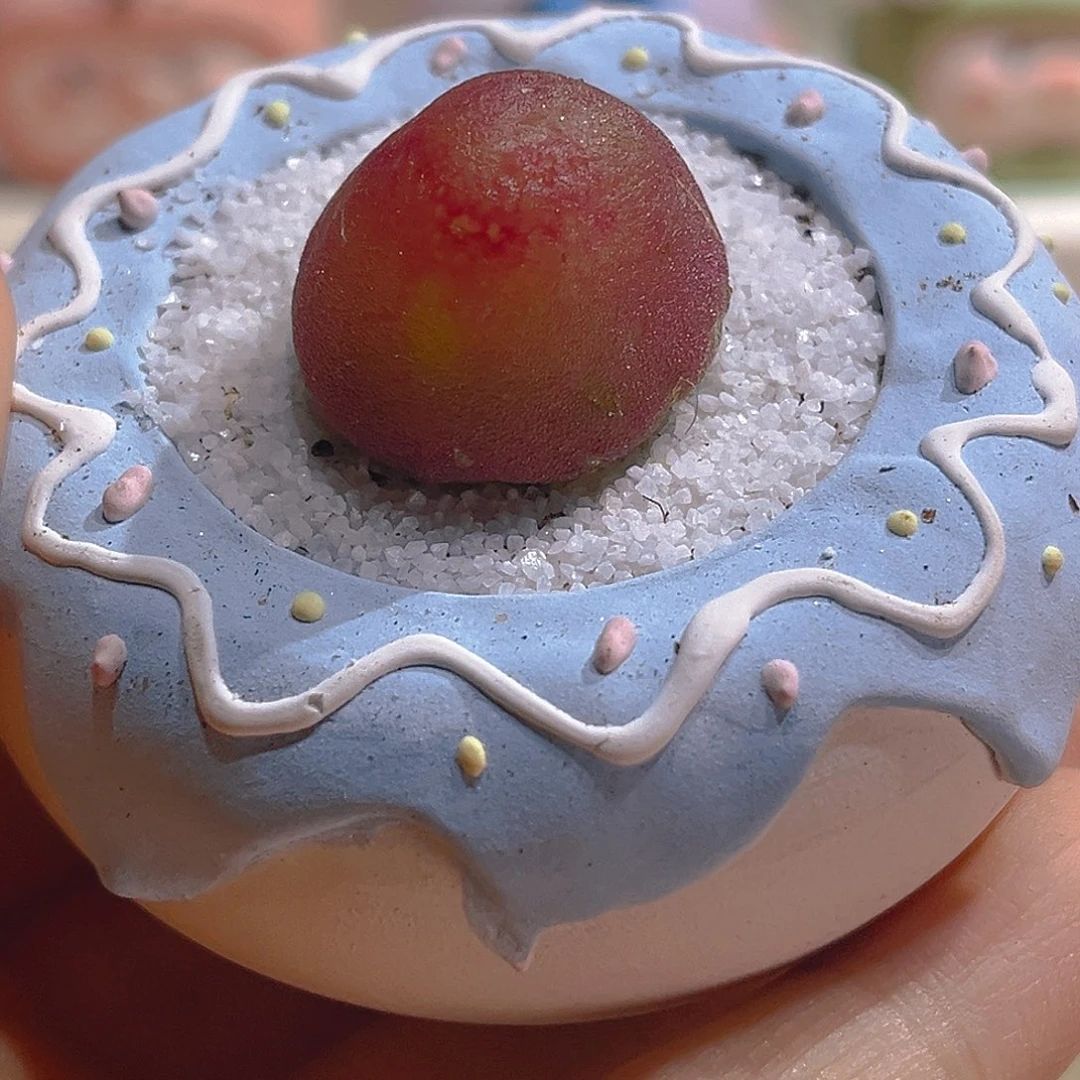 024高端多肉带盆带土