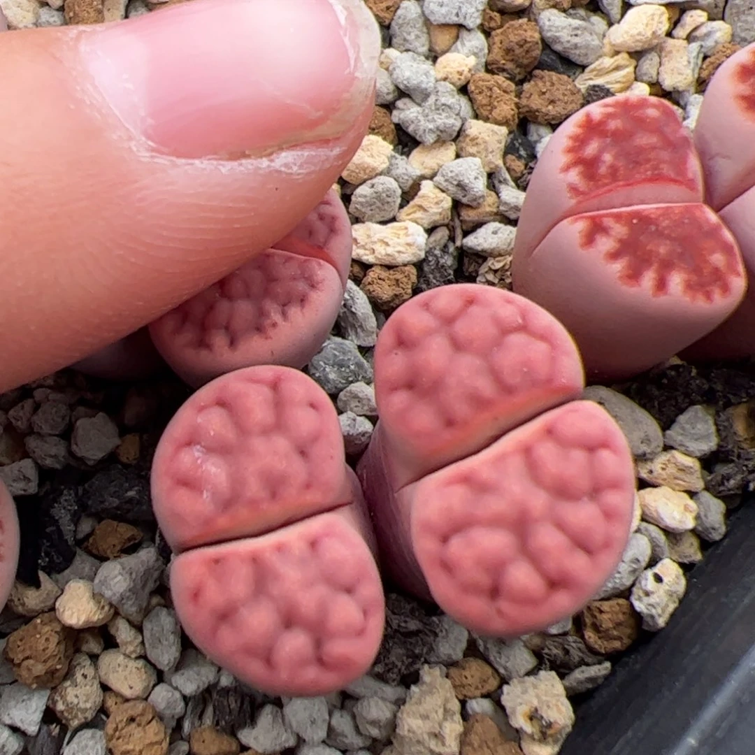 094号阿克塞尔玫瑰 多肉植物