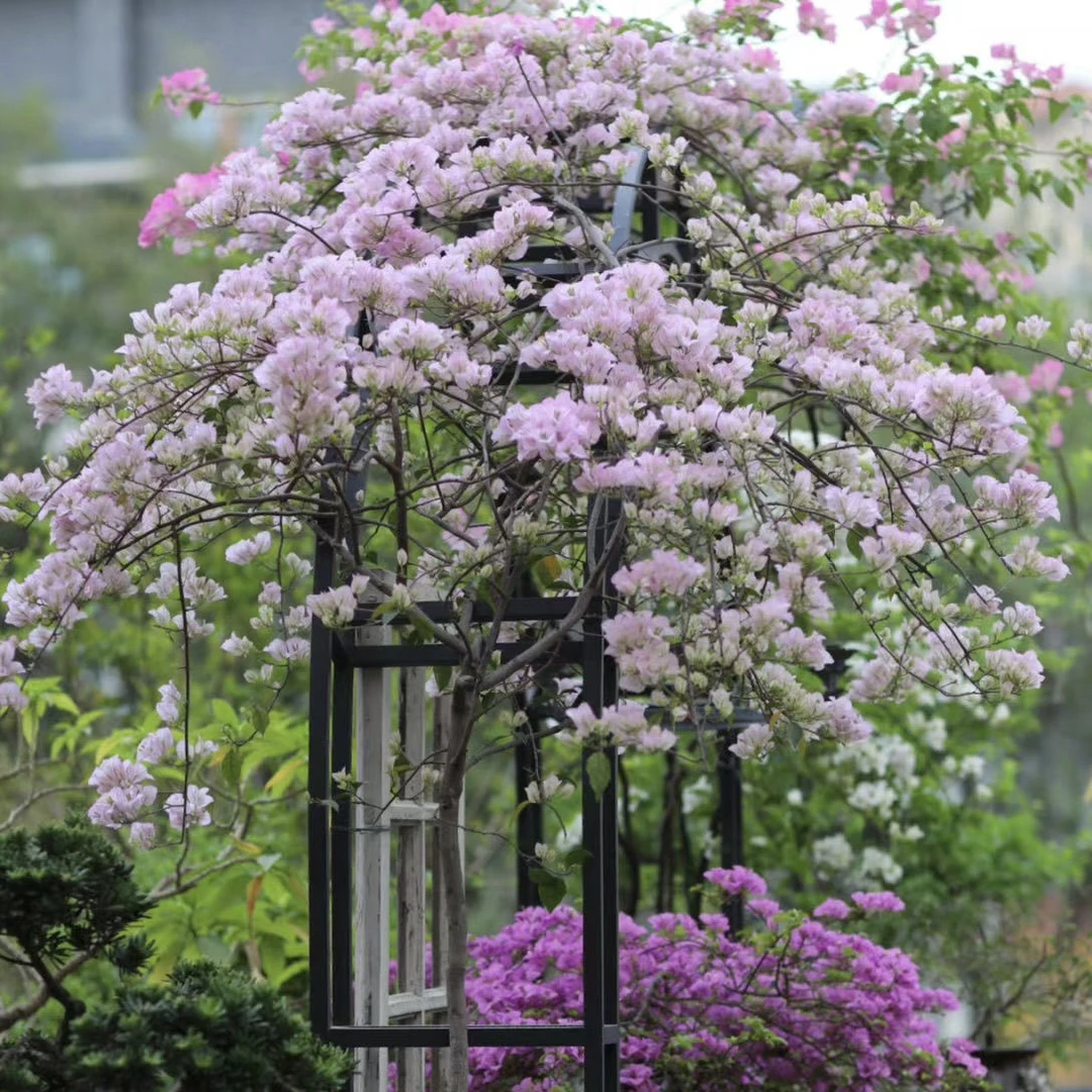 【苹果花】耐寒耐热伊娃系列三角梅盆栽