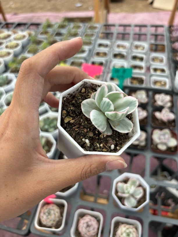 伯克利锦多肉植物