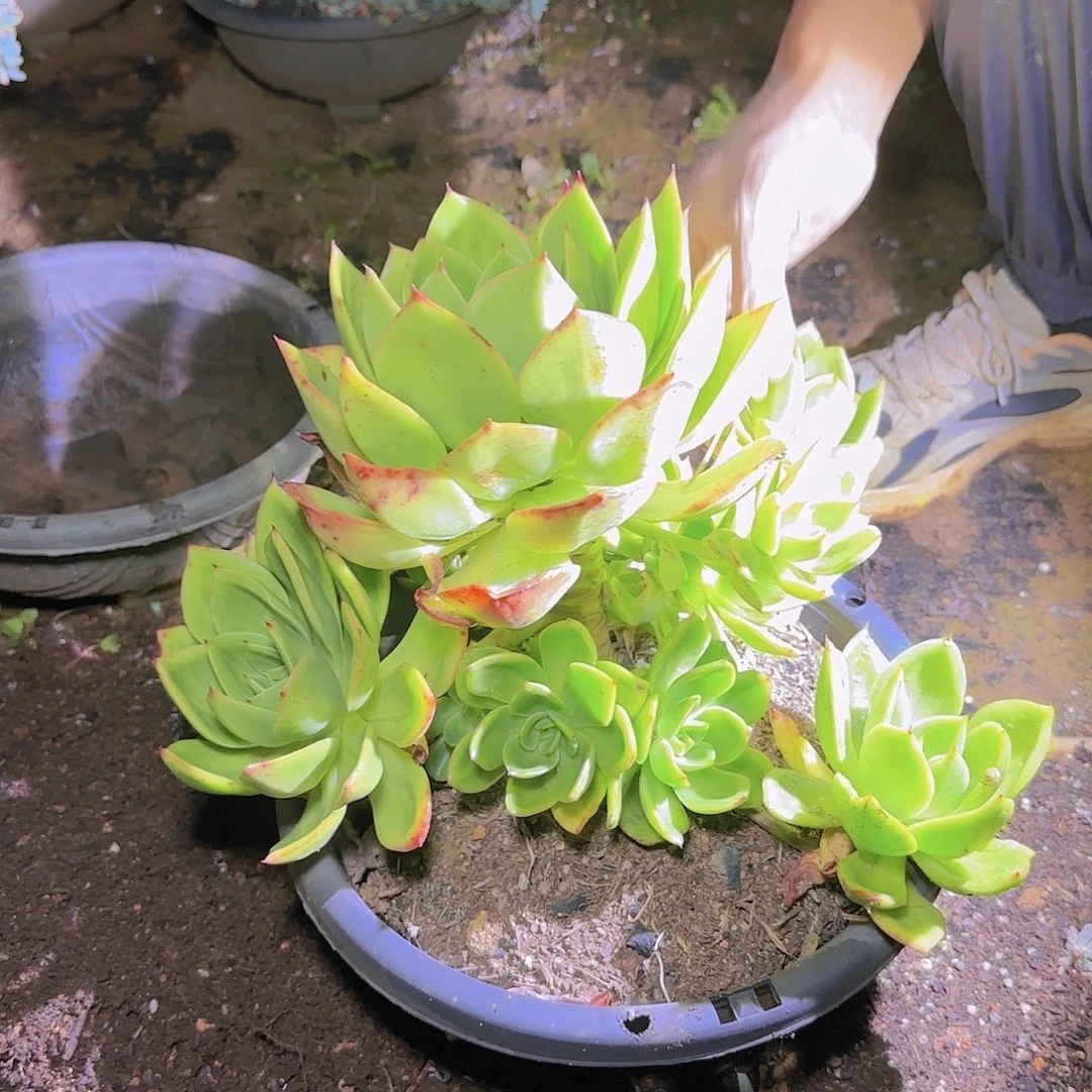 一物一拍盆栽翠花多肉