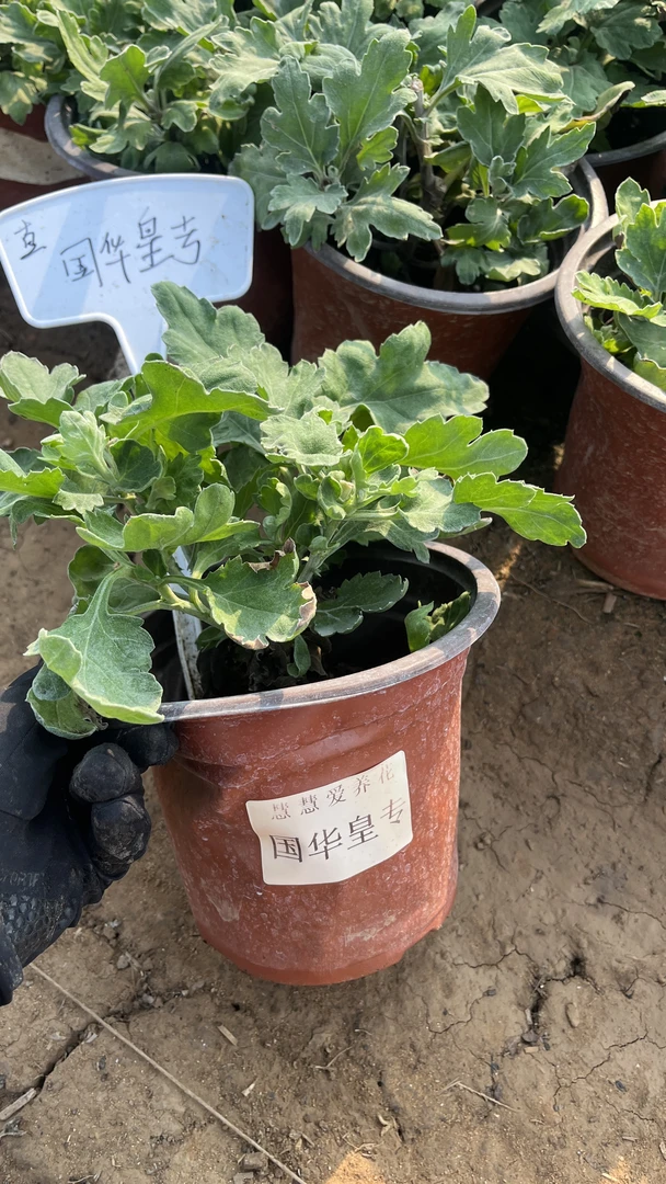 【国华皇专菊花】九月菊大花盆栽新手