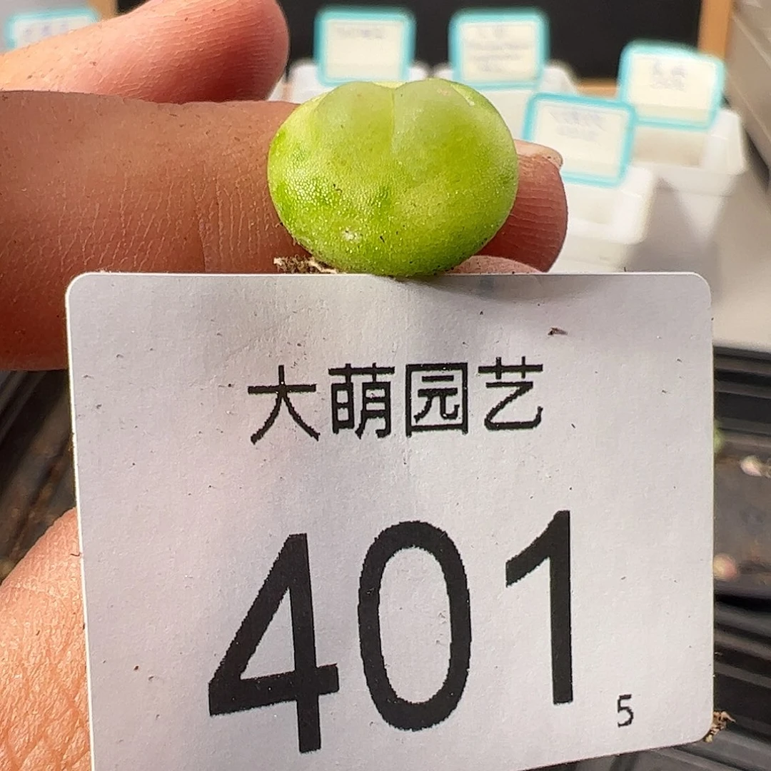 0000401 量拍以下1颗