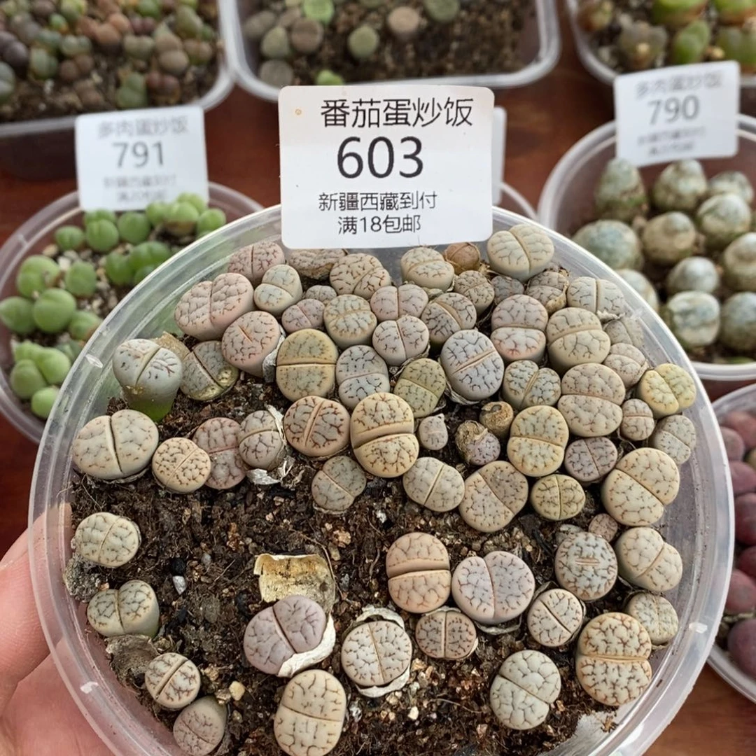 感谢您的支持，00603