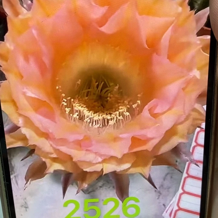 彩草2526侧芽4公分左右