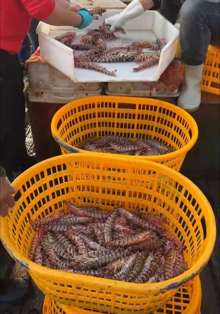 野生九节虾北茭码头当日到岸鲜货默认冻发（泡水解冻）