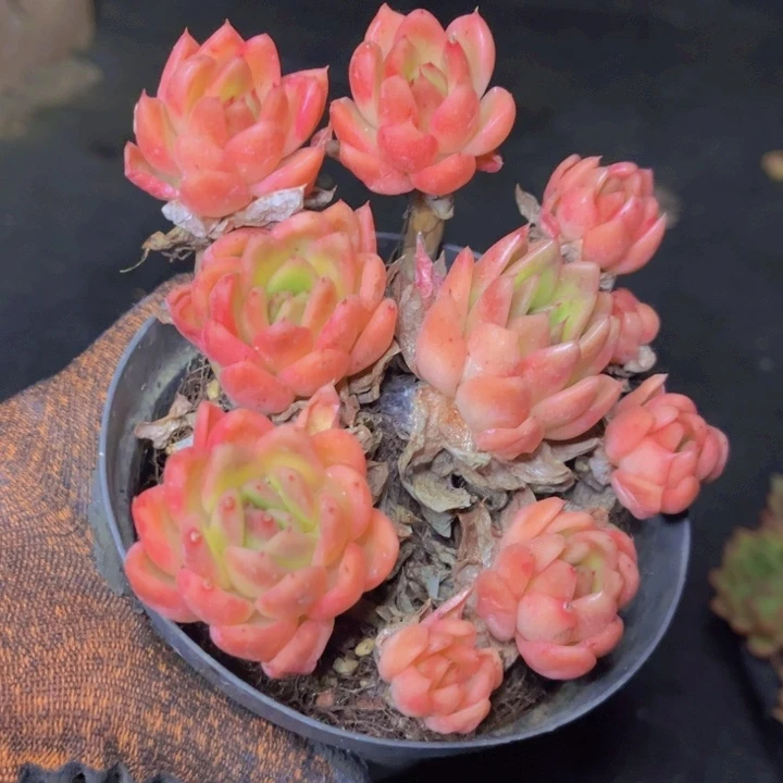 下播福利全状态群