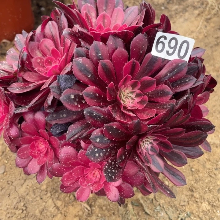 690多肉植物黑铜白