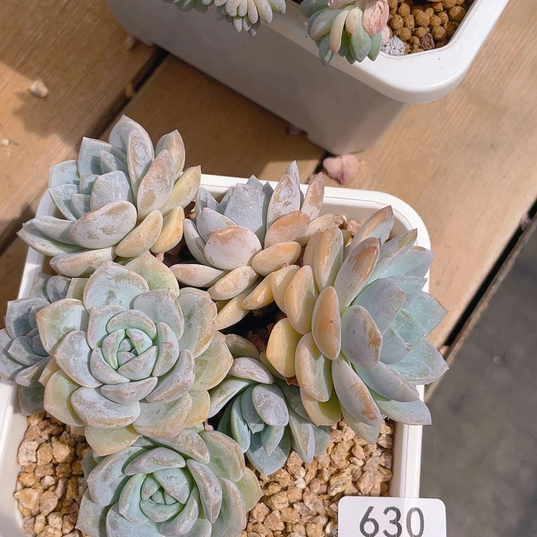 630。        雪莲杂。