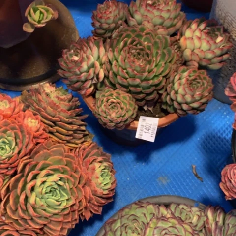 王*源1402萤火虫多肉