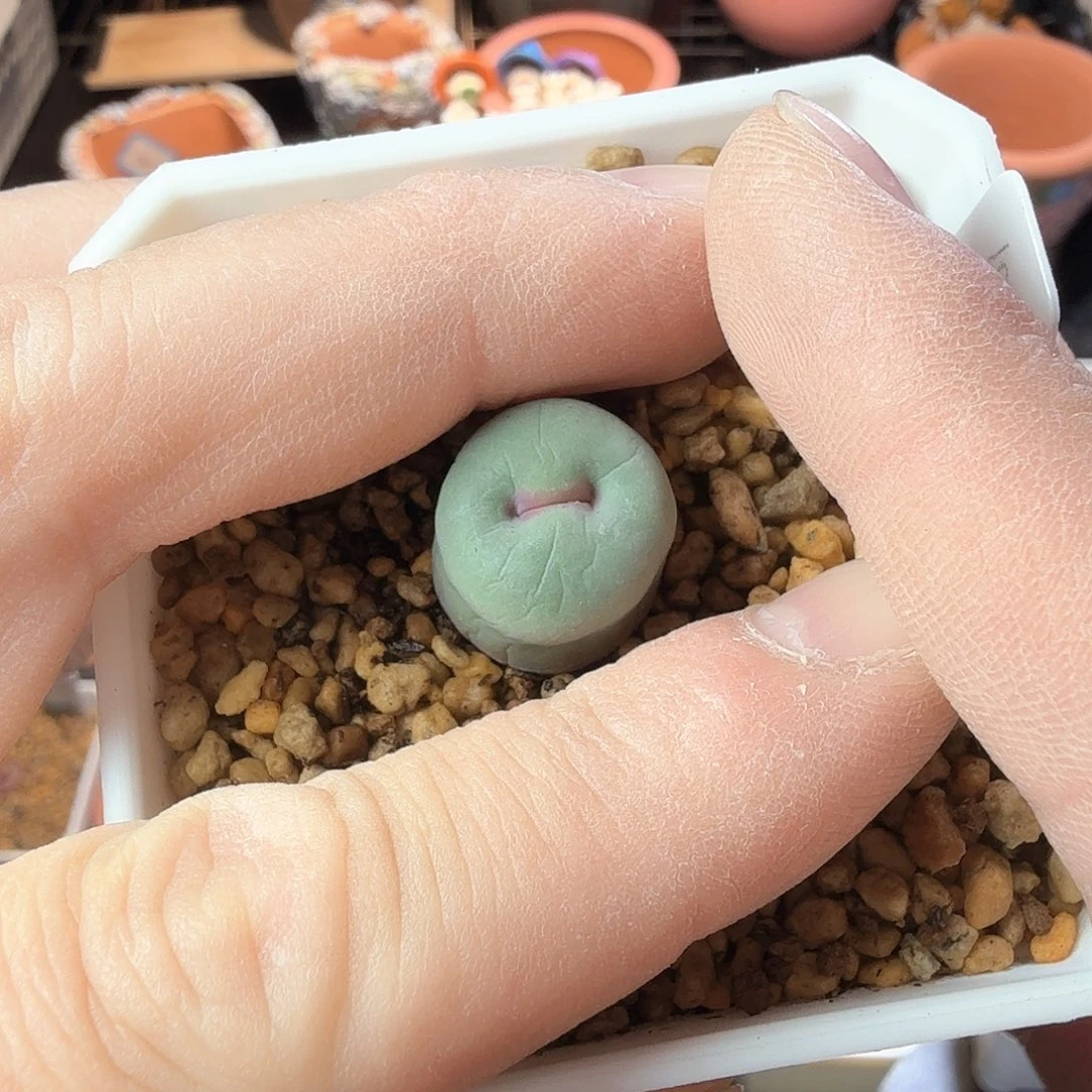 我****肉dy15 我的心肝 日本优选