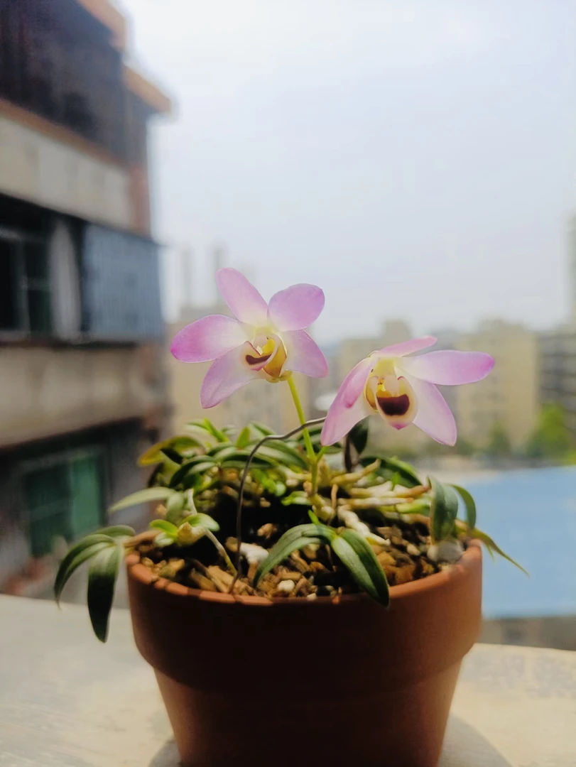 小曲茎石斛兰铁皮石斛室内阳台图片庭院花卉绿植植物盆栽石斛盆栽